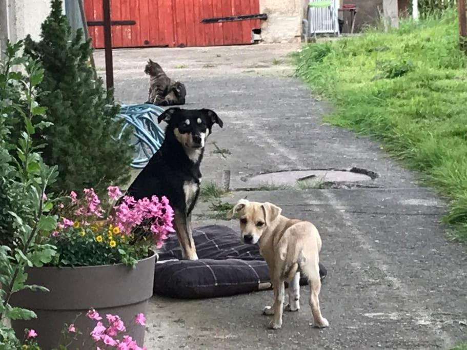 Ferienwohnung Kompass Nahe Der Ostsee Im Gruenen Bad Doberan Bagian luar foto